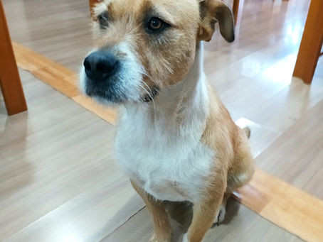 Cão 'Bigode' é tratado como mascote na cidade de Bom Jardim da Serra (SC)