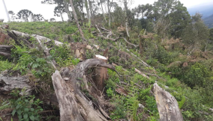 Promotoria de Urubici vistoria quatro áreas e flagra corte ilegal de árvores nativas