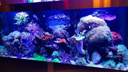 Live Coral Reef