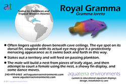 NIH 6x4 111111 royal gramma photocard.jpg