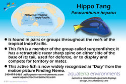 6x4 hippotang photocardrgb.jpg