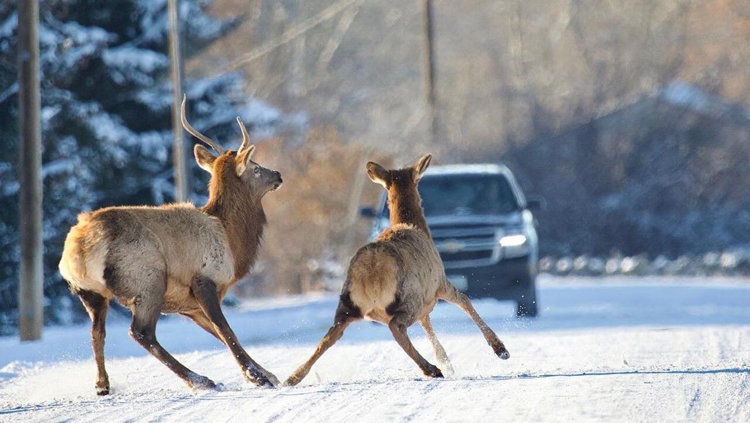 Why November Is The Most Dangerous Month For Deer Collisions In The Midwest (And How To React)