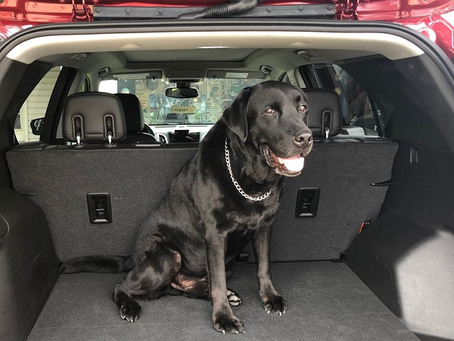 Top Pet-Friendly Used Car Models For Aurora, IN Dog Lovers