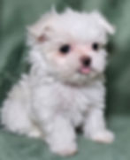 Tia and Wylie DOB 4/21/25