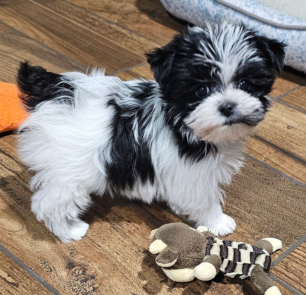 Roo and Wylie DOB 6/6/25