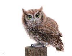 Becky Chan Art | Hoot