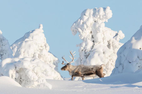 Explore Finland: Discover Nordic Beauty