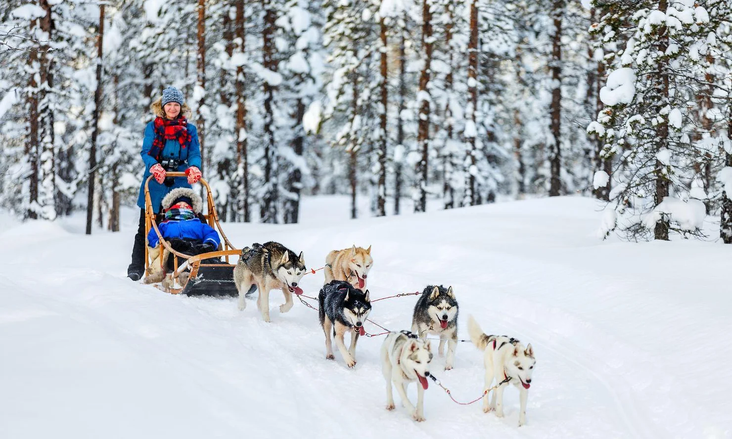 Husky sledding with children in Finland, Lapland. Fenix.info