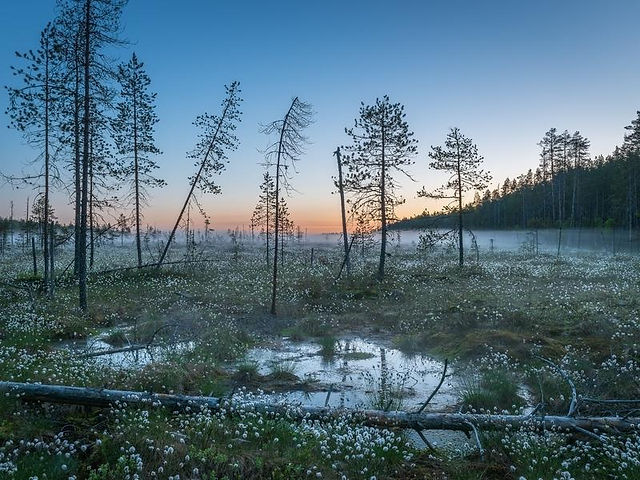Suomi: Land of Swamps and Fish Scales. The very name of this northern nation, "Suomi," holds intriguing origins. One theory links it to the word "suomu," meaning "scales," a reference to the ancient practice of crafting clothing from fish skin. Alternatively, it may have been inspired by a Danish nobleman named Suomi, who negotiated peace with King Charlemagne. Some believe its roots lie in the Estonian term "Sooma," where "soo" means "swamp," and "maa" means "land" - quite literally, the "land of swamps."