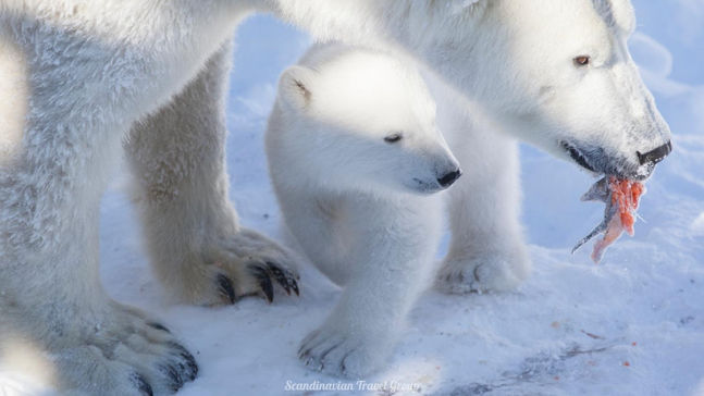 Experience the wonders of Lapland's wildlife with a visit to Ranua Wildlife Park of Finland. Book your winter tour online for an immersive encounter with over 200 animals from 50 species. Enjoy a comfortable transfer from Rovaniemi, explore the park, and opt for an exclusive guided tour with animal feeding. Discover the beauty of Arctic fauna in its authentic habitat. Reserve your spot online! Arctic Wildlife Adventure in Lapland (Finland): Book Your Ranua Wildlife Park Tour Online by Scandinavian Travel Group.