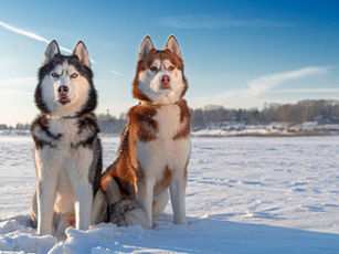 An Unforgettable Husky Tour in Rovaniemi, Finland