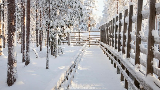 Experience the wonders of Lapland's wildlife with a visit to Ranua Wildlife Park of Finland. Book your winter tour online for an immersive encounter with over 200 animals from 50 species. Enjoy a comfortable transfer from Rovaniemi, explore the park, and opt for an exclusive guided tour with animal feeding. Discover the beauty of Arctic fauna in its authentic habitat. Reserve your spot online! Arctic Wildlife Adventure in Lapland (Finland): Book Your Ranua Wildlife Park Tour Online by Scandinavian Travel Group.