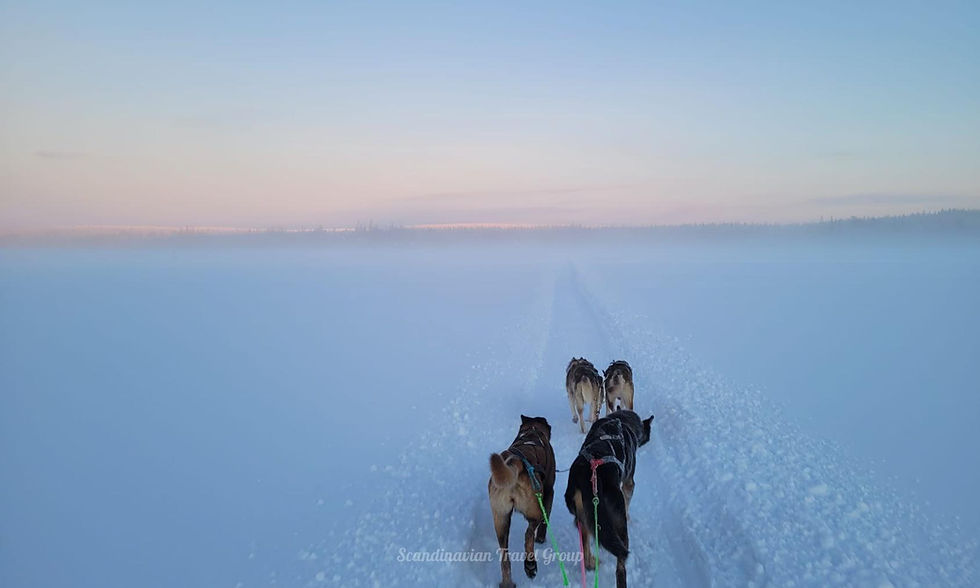 Experience the thrill of a lifetime with a Husky Ride in Lapland. Join our Husky Safari in Levi, Finland, and explore the breathtaking winter landscapes guided by the spirited Arctic Huskies. Book your Husky Tour now with Scandinavian Travel Group. Unleash the Magic: A Husky Ride in Lapland with Scandinavian Travel Group.