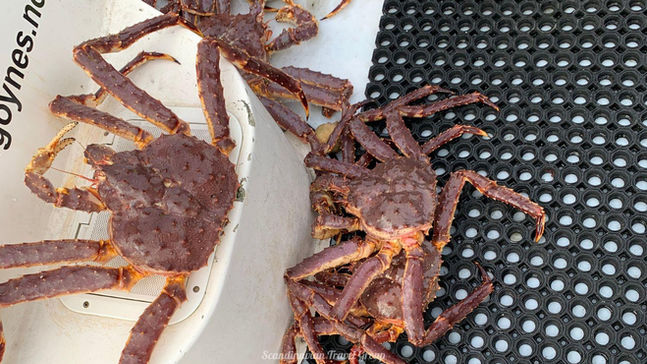 Embark on a thrilling day trip from Levi (Finland) to the Arctic Ocean in North Norway. Join Scandinavian Travel Group for a famous King Crab safari, witness stunning Norwegian Fjords, experience the life of a Norwegian fisherman, and savor freshly caught king crab for dinner. Book your winter adventure online at https://www.scandinavian-travel-group.com. Arctic Adventure: Levi (Finland) to Norwegian Fjords for King Crab Safari with Scandinavian Travel Group.