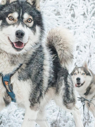 Embark on a Husky Safari like no other in Levi, Lapland. Drive your own team of huskies on a self-guided adventure with Scandinavian Travel Group. Book now!