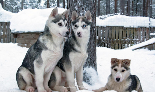 You’ll also enjoy an unforgettable 3 km husky sled ride through snowy forests and across frozen lake landscapes. Sitting comfortably in a sled (for up to 2 adults and 1 child), you’ll be pulled by a team of huskies while the musher stands behind on the runners. 