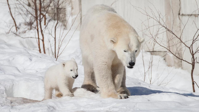 Experience the wonders of Lapland's wildlife with a visit to Ranua Wildlife Park of Finland. Book your winter tour online for an immersive encounter with over 200 animals from 50 species. Enjoy a comfortable transfer from Rovaniemi, explore the park, and opt for an exclusive guided tour with animal feeding. Discover the beauty of Arctic fauna in its authentic habitat. Reserve your spot online! Arctic Wildlife Adventure in Lapland (Finland): Book Your Ranua Wildlife Park Tour Online by Scandinavian Travel Group.