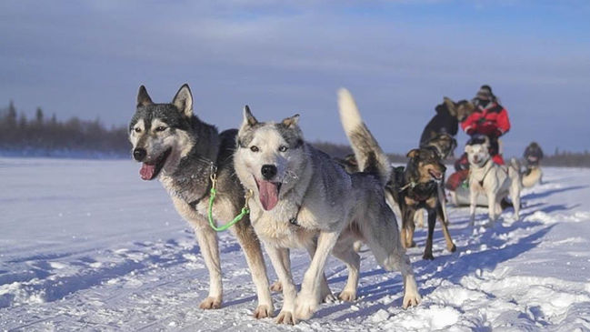 Unleash the adventurer in you with our exhilarating self-guided husky safari in Levi, Lapland. At Scandinavian Travel Group, we offer an unforgettable experience that allows you to lead your husky team through the enchanting winter landscapes of Lapland. Husky Safari Self-Guided 5 km in Levi. Husky Adventure with Scandinavian Travel Group.