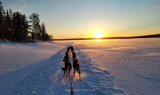 Meet and pet the huskies at the small family kennel and explore the silence of the winter nature of Lapland on a self-guided husky safari.
