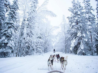 Experience the ultimate Arctic adventure in Rovaniemi with our Snowmobile Safari and Husky Ride combo. Drive your own snowmobile through picturesque forest trails, then enjoy a thrilling 5 km husky sled ride at our husky camp. Warm drinks, dog stories, and unforgettable moments await. Book your winter tour online at https://www.scandinavian-travel-group.com.