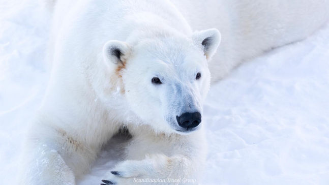 Experience the wonders of Lapland's wildlife with a visit to Ranua Wildlife Park of Finland. Book your winter tour online for an immersive encounter with over 200 animals from 50 species. Enjoy a comfortable transfer from Rovaniemi, explore the park, and opt for an exclusive guided tour with animal feeding. Discover the beauty of Arctic fauna in its authentic habitat. Reserve your spot online! Arctic Wildlife Adventure in Lapland (Finland): Book Your Ranua Wildlife Park Tour Online by Scandinavian Travel Group.