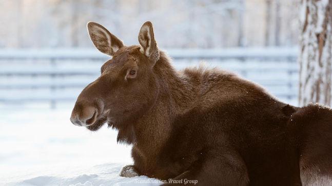 Experience the wonders of Lapland's wildlife with a visit to Ranua Wildlife Park of Finland. Book your winter tour online for an immersive encounter with over 200 animals from 50 species. Enjoy a comfortable transfer from Rovaniemi, explore the park, and opt for an exclusive guided tour with animal feeding. Discover the beauty of Arctic fauna in its authentic habitat. Reserve your spot online! Arctic Wildlife Adventure in Lapland (Finland): Book Your Ranua Wildlife Park Tour Online by Scandinavian Travel Group.