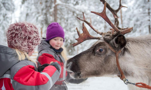 Reindeer Farm Experience in Rovaniemi with Scandinavian Travel Group. Authentic world of Lappish reindeer herding with over 200 reindeer. Discover the traditions of reindeer herders dating back to at least 1800. Engage in the everyday life of reindeer and witness the changing seasons. Don't miss the chance to embrace Lapland's most traditional mode of transportation — the reindeer sleigh!