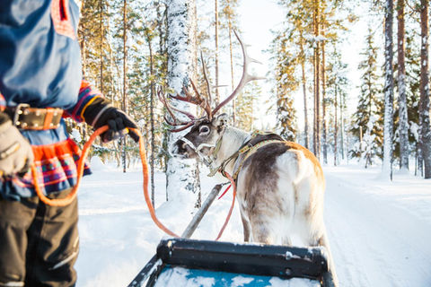 Experience an authentic Lapland adventure with our Lappish Village Reindeer Safari in Levi. Connect with nature and reindeer in a memorable Lapland experience, with Scandinavian Travel Group.
