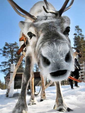 Reindeer Safaris and Farm Visits tour in Lapland with Scandinavian Travel Group