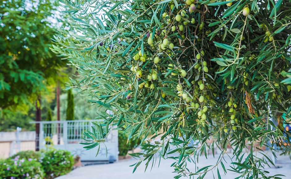 Olive tree in garden of Monte Mare Rhodes Holiday Villa