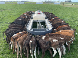 Feeding time