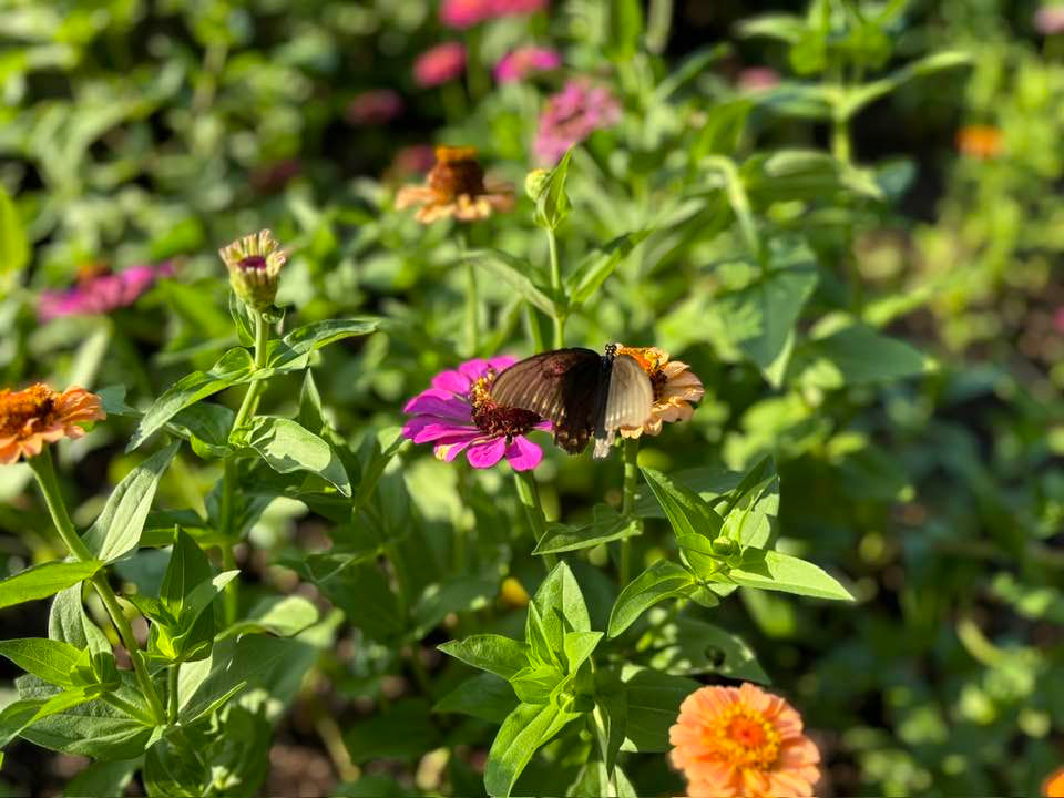 Lowndes County MS Butterfly Garden
