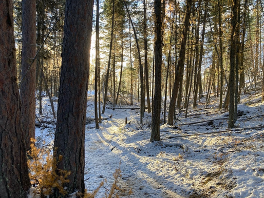 Whitefish Trail Public Notice & CommentAnnual Public Review - 2022