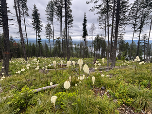 June Whitefish Trail Report