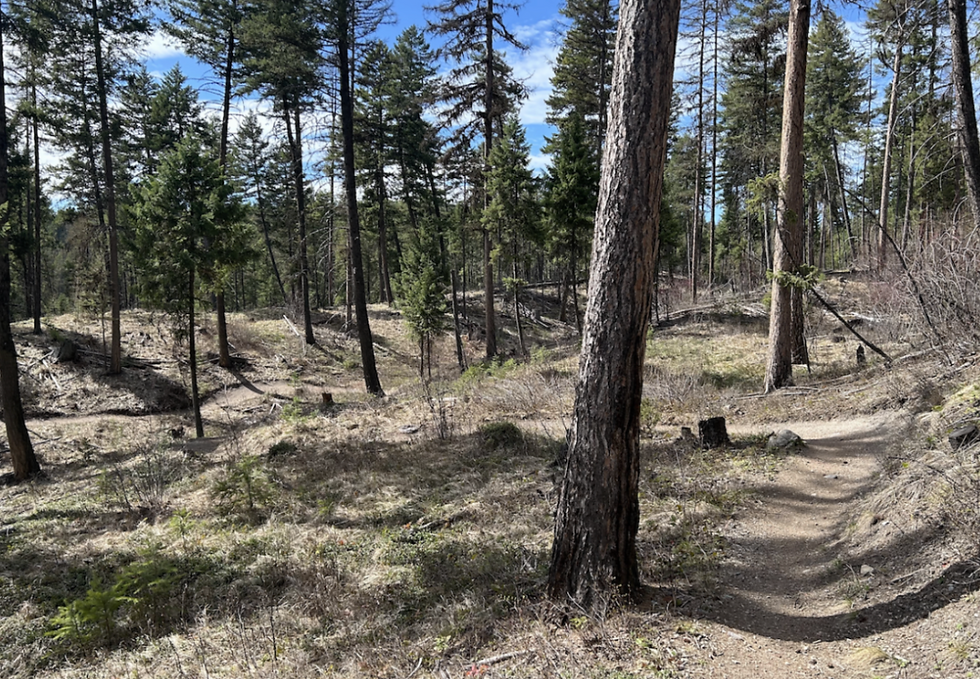 Late April Whitefish Trail Report