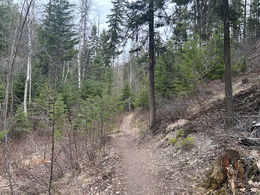 Early April Whitefish Trail Report