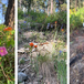 Early June Whitefish Trail Report