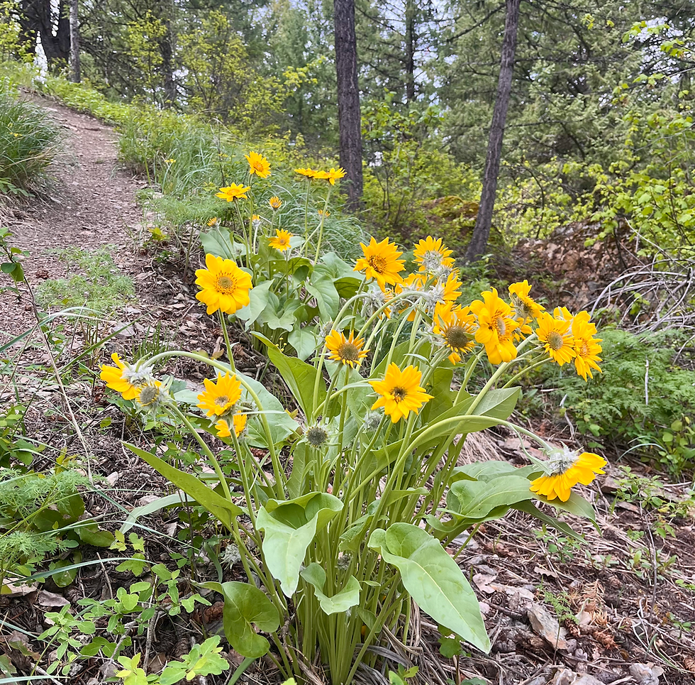 May Whitefish Trail Report
