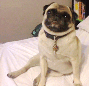 smiley-pug.gif