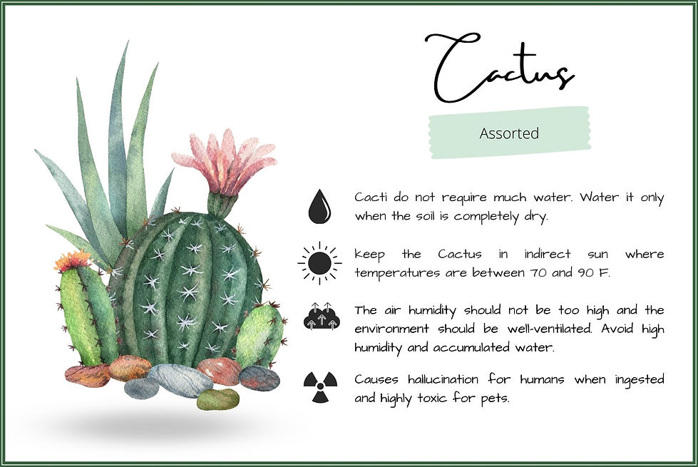 Cactus plant care information