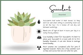 pure.roots | plant care 101: succulent