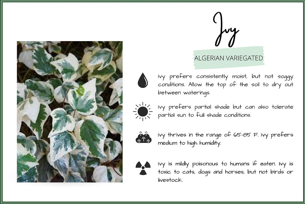 Ivy Algerian Variegated plant care information
