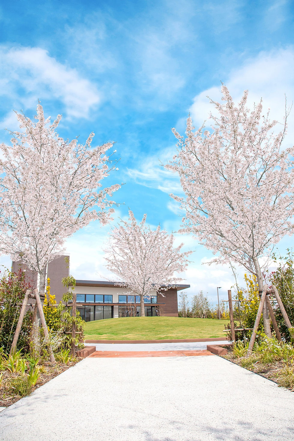桜満開の頃