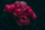A close up of red and pink garden rose flowers with rain droplets.jpg