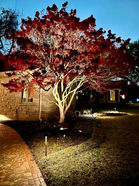 home secuity texas landscape lighting.jpg