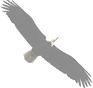 Rebecca Schaper Eagle Animation.png