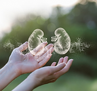 Nutrition Concerns Following a Kidney Transplant