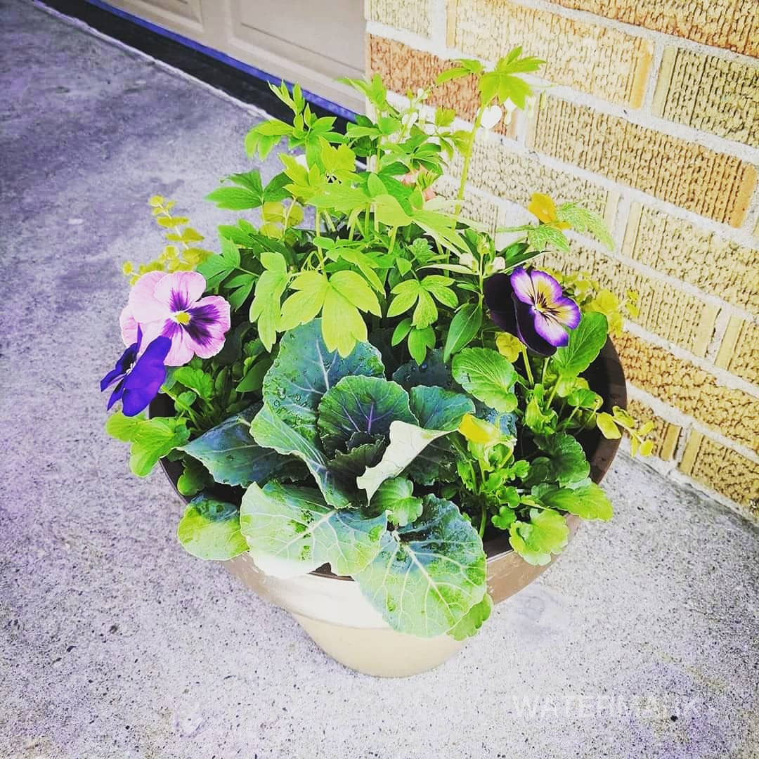 Ping Spring Container Spring Containers