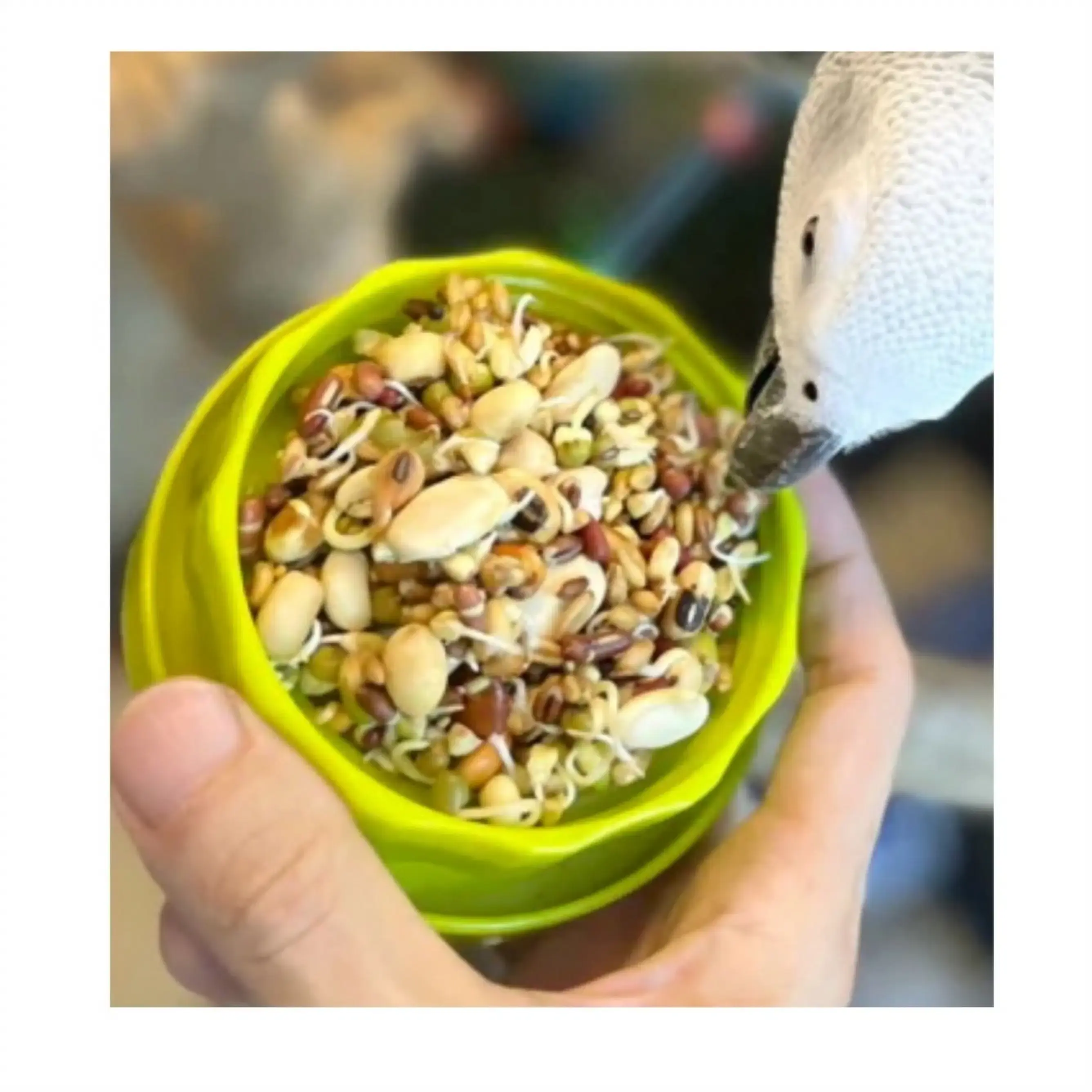 organic sprouts for birds