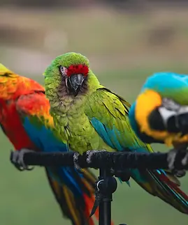 Three colorful parrots perched on a metal rod against a blurred green background.